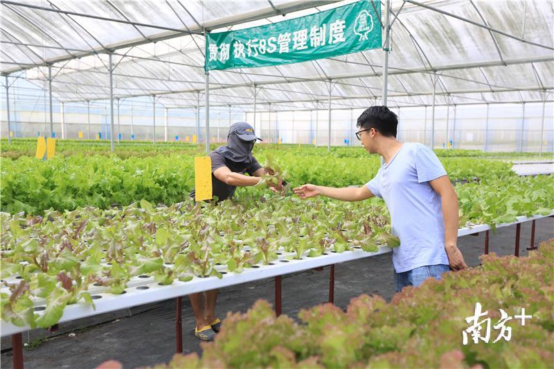 罗伟特(左)和梁立锋(右)在中试温室查看蔬菜生长情况。受访者提供 罗伟特(左)和梁立锋(右)在中试温室查看蔬菜生长情况。受访者提供