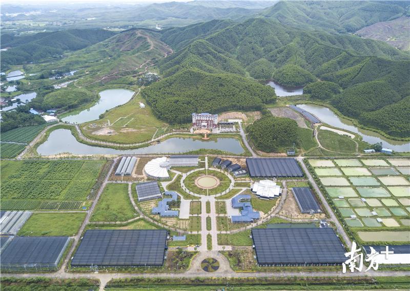 “鱼菜共生”项目在江门市农业科技创新中心园区孵化。受访者提供 “鱼菜共生”项目在江门市农业科技创新中心园区孵化。受访者提供