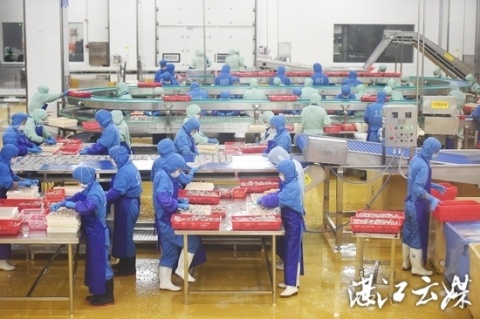 吴川黄坡工业园区内，国联水产健康食品海洋智造及管控中心项目的厂房里，工人们正在进行试产。 记者 刘冀城 摄
