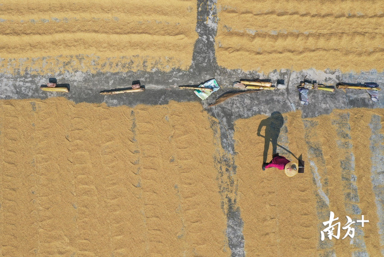 大涌镇叠石村,村民在晒谷场翻晒稻谷。 大涌镇叠石村,村民在晒谷场翻晒稻谷。