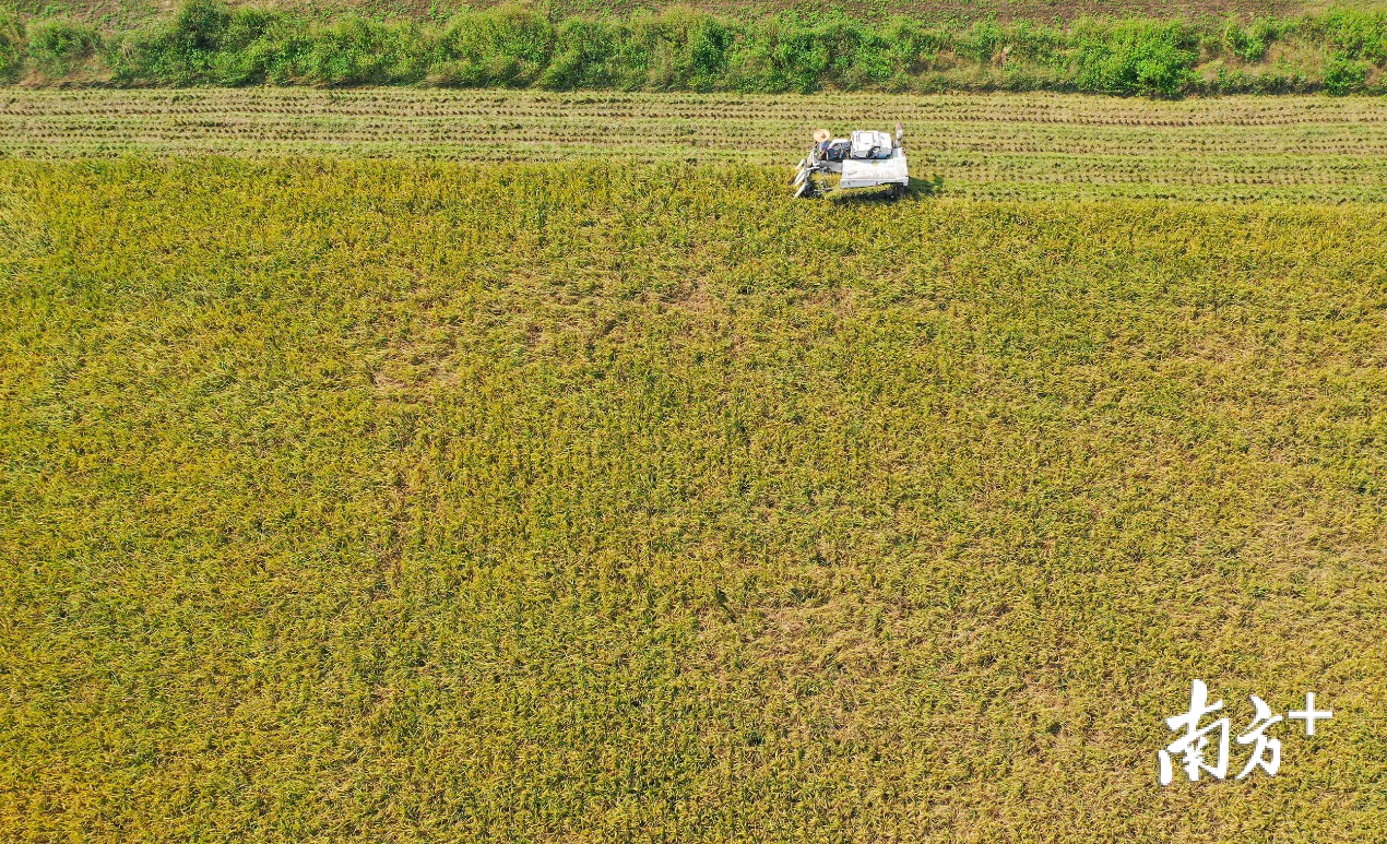 大涌镇陆泉沙岛,工人开着收割机在收割稻谷。 大涌镇陆泉沙岛,工人开着收割机在收割稻谷。