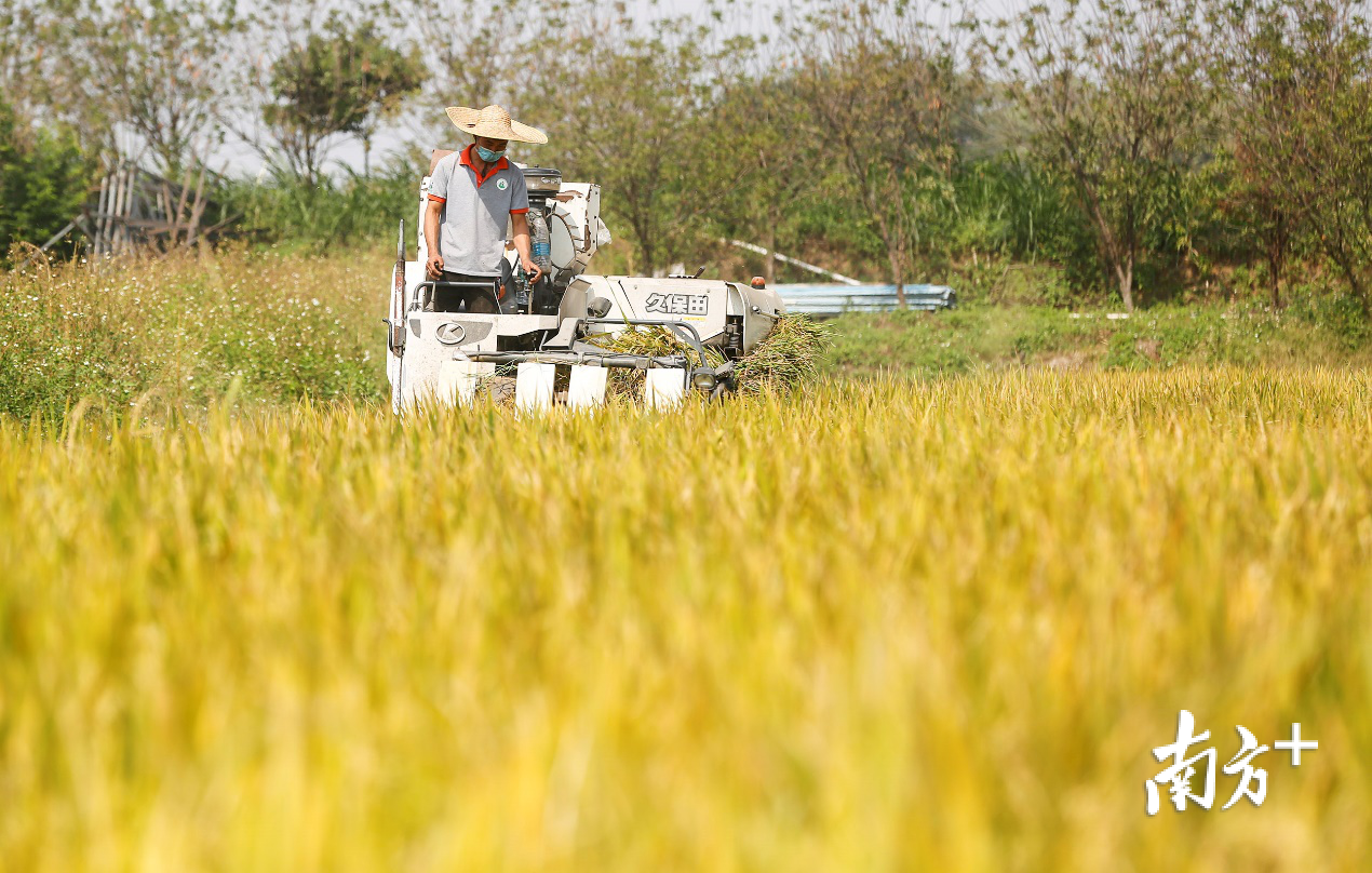 大涌镇陆泉沙岛,工人开着收割机在收割稻谷。 大涌镇陆泉沙岛,工人开着收割机在收割稻谷。