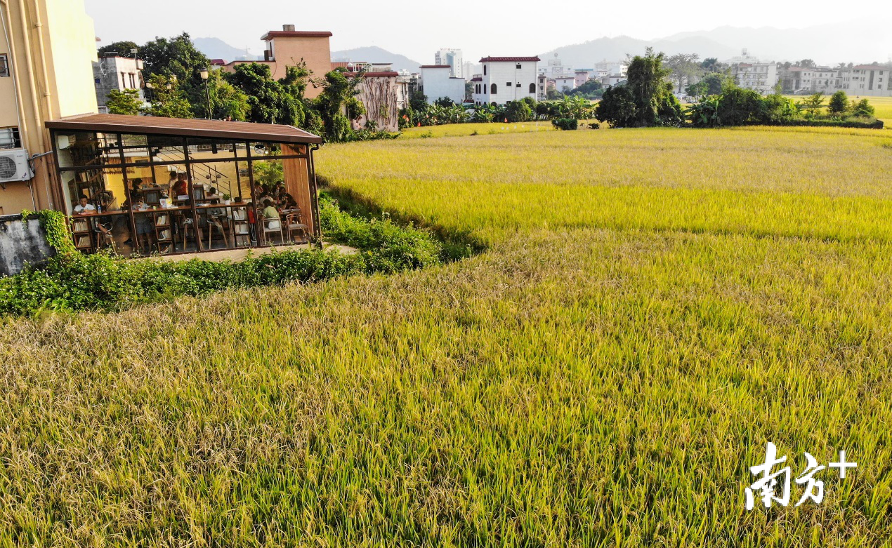 三乡镇桥头村,全玻璃外立面的三悦书房桥头站坐落在村中的一片金黄稻田中。 三乡镇桥头村,全玻璃外立面的三悦书房桥头站坐落在村中的一片金黄稻田中。