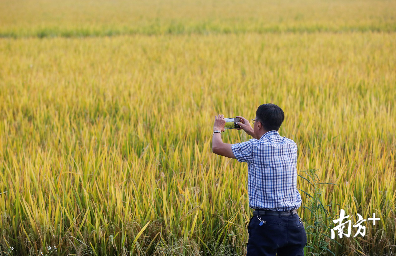 沙溪秀山村,等候收割的稻田一片金黄,附近的居民拿着手机在拍照。 沙溪秀山村,等候收割的稻田一片金黄,附近的居民拿着手机在拍照。
