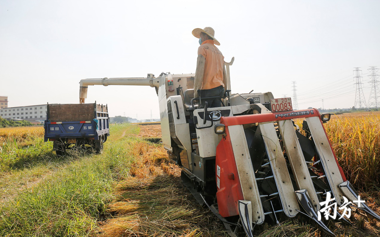 大涌镇叠石村,工人将收割机里的稻谷传输到小货车上。 大涌镇叠石村,工人将收割机里的稻谷传输到小货车上。