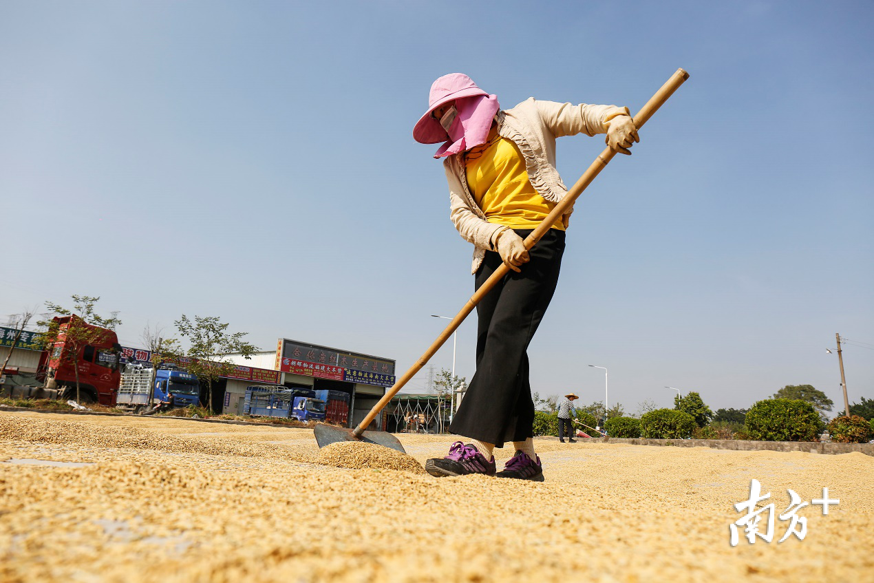 大涌镇叠石村,村民在晒谷场晾晒稻谷。 大涌镇叠石村,村民在晒谷场晾晒稻谷。