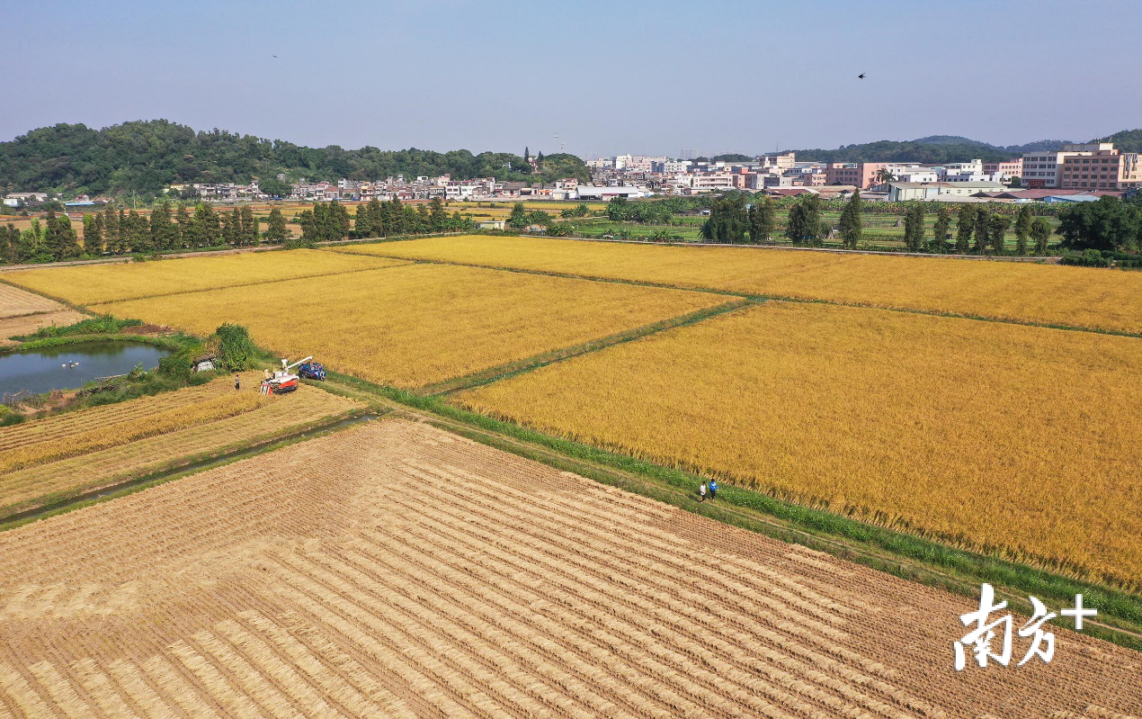 大涌镇叠石村,在金黄色的稻田里,工人驾驶收割机在隆隆声中前行,一排排禾苗被整齐割去。 大涌镇叠石村,在金黄色的稻田里,工人驾驶收割机在隆隆声中前行,一排排禾苗被整齐割去。