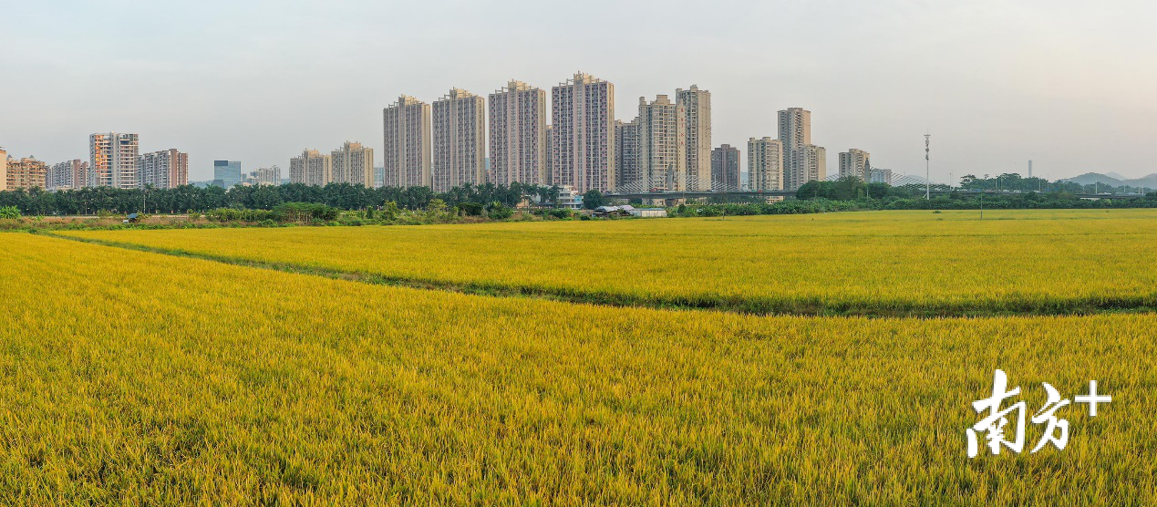 沙溪秀山村的一片稻田格外显眼,在远处稻田边上是高耸的城市高楼。 沙溪秀山村的一片稻田格外显眼,在远处稻田边上是高耸的城市高楼。