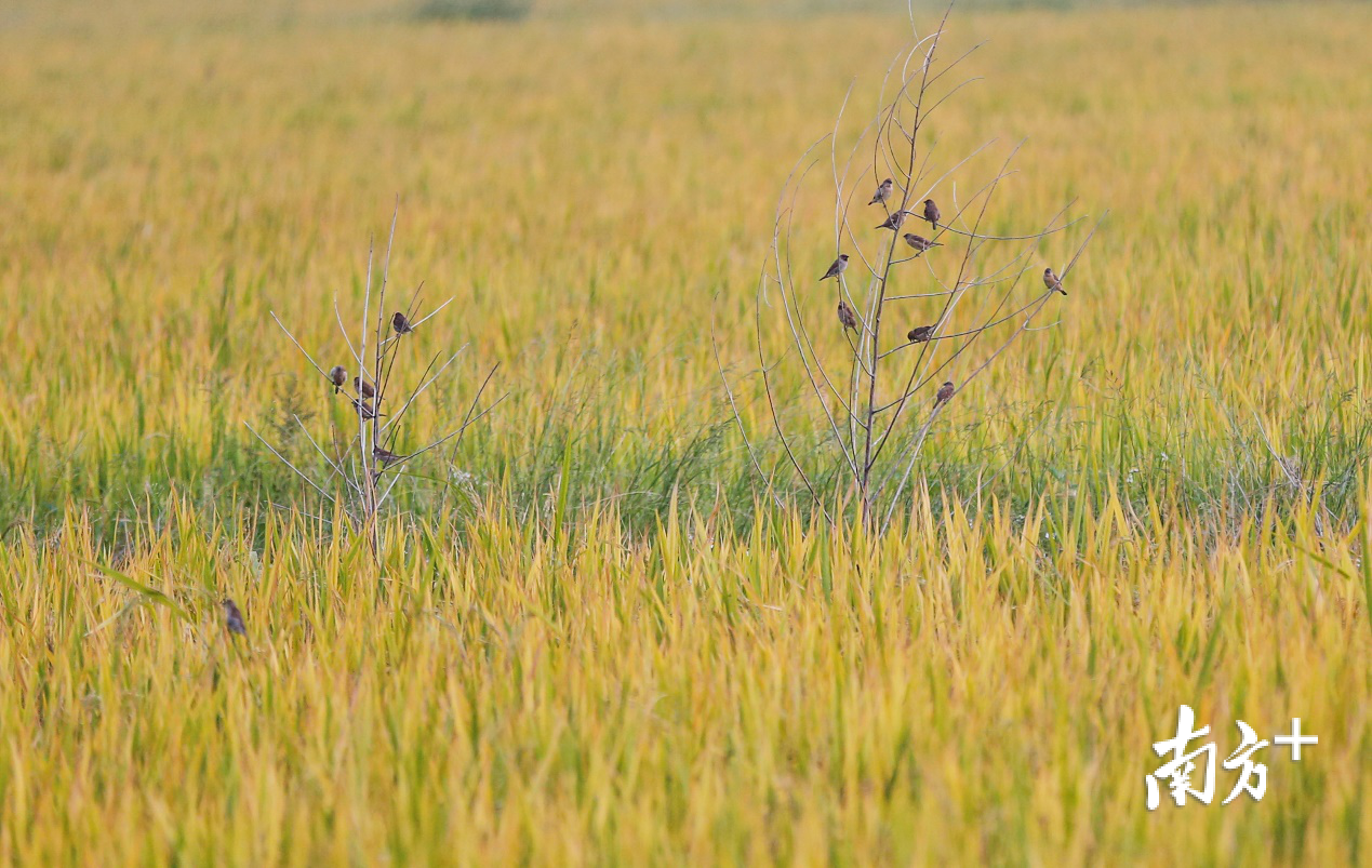 沙溪秀山村,等候收割的稻田一片金黄,一些小鸟停靠在田边的枯枝上。 沙溪秀山村,等候收割的稻田一片金黄,一些小鸟停靠在田边的枯枝上。