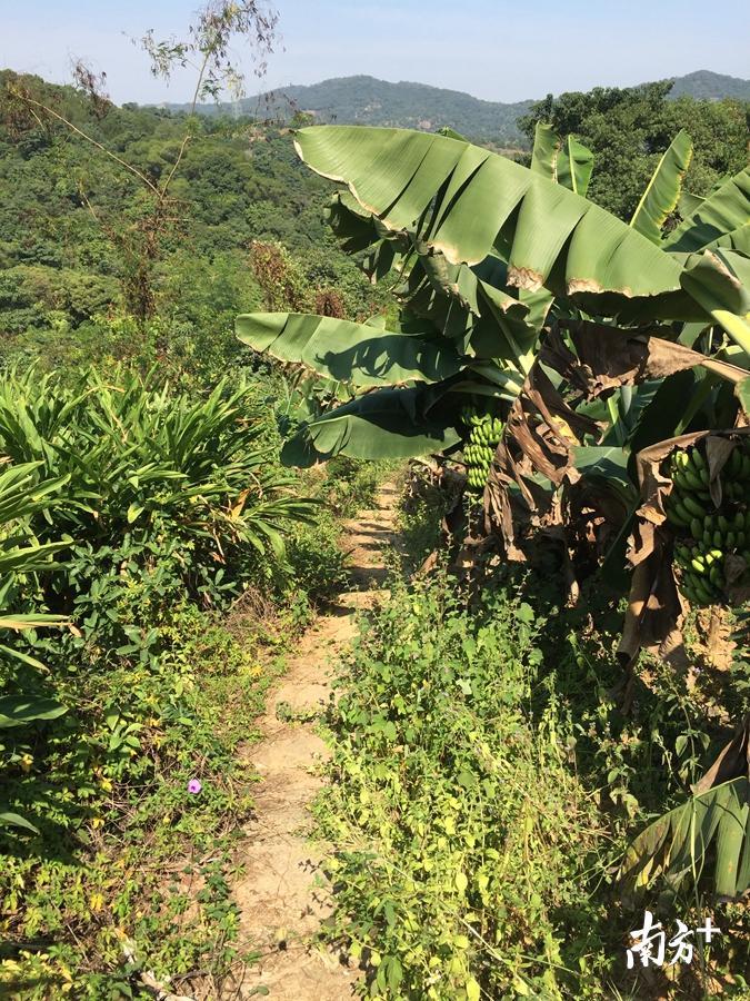 深洋村境内古驿道现存遗迹约长200米，图为山岭路段石级台阶路面。