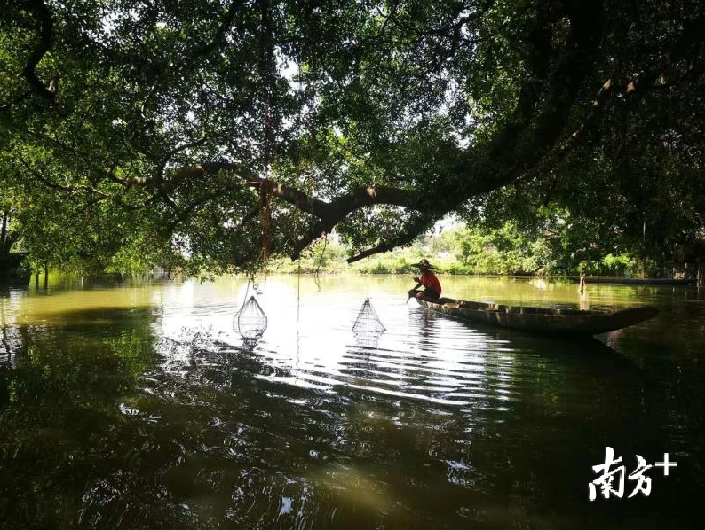 立新支涌。儒溪村委供图。 立新支涌。儒溪村委供图。