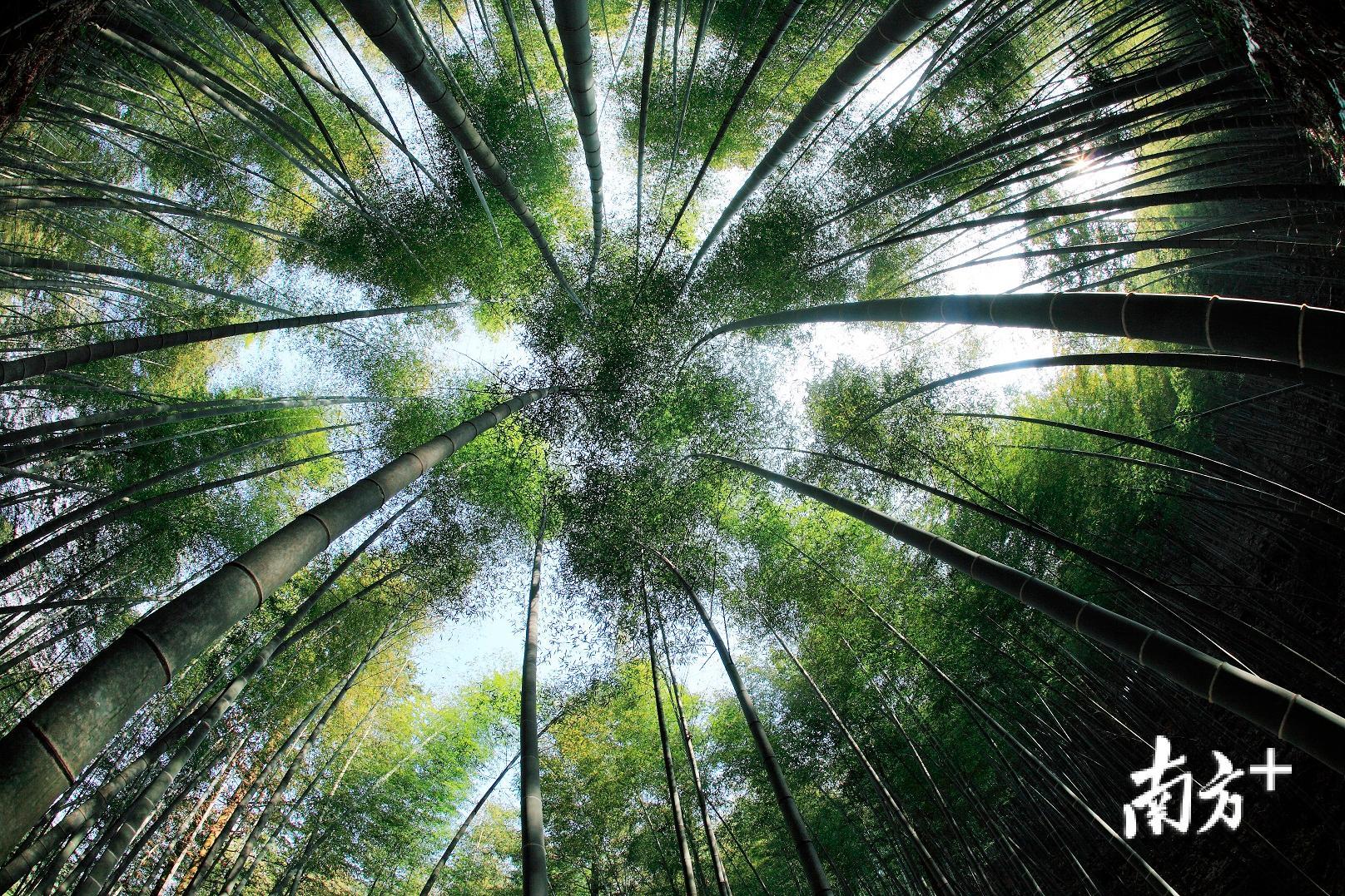 蕉岭县种植毛竹并生产冬笋的历史悠久，距今已有2000多年。陈碧信 摄