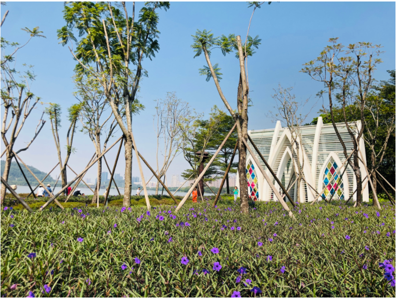 桂畔湖畔生长着许多美丽的小花。黄丽因供图 桂畔湖畔生长着许多美丽的小花。黄丽因供图