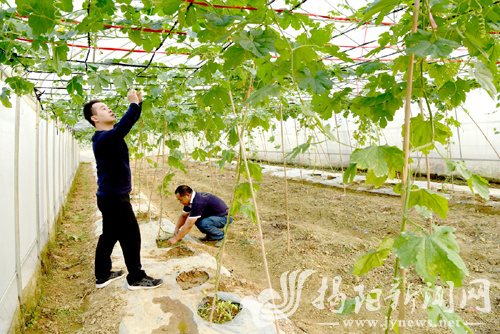 菜仔园种养专业合作社工作人员在蔬菜大棚进行作业。林洁松 摄 菜仔园种养专业合作社工作人员在蔬菜大棚进行作业。林洁松 摄