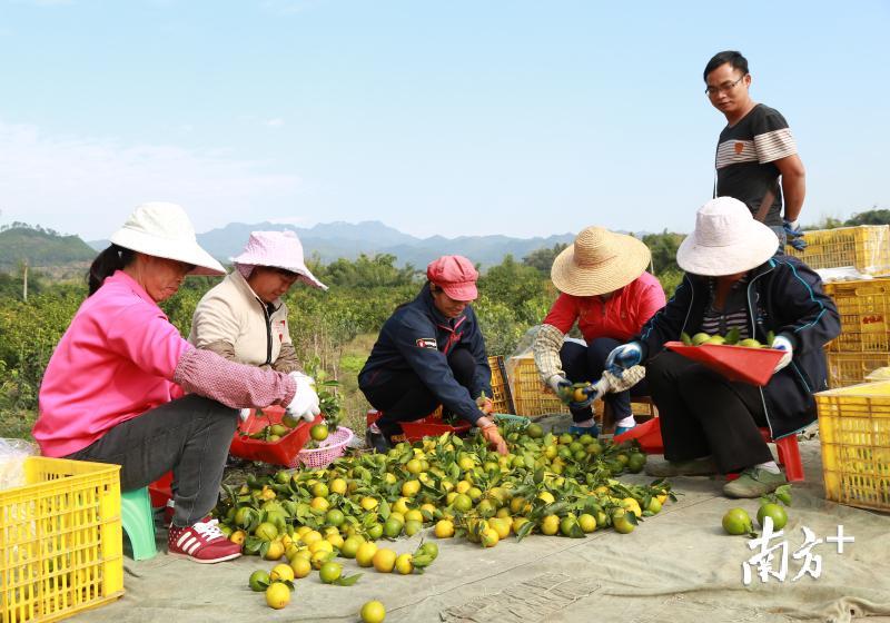 黄坑果农在挑选新摘的贡柑。