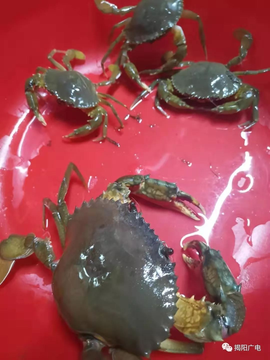 空港经济区地都镇石头村的村民朱爷爷,在村南边的榕江捕捉到四只螃蟹