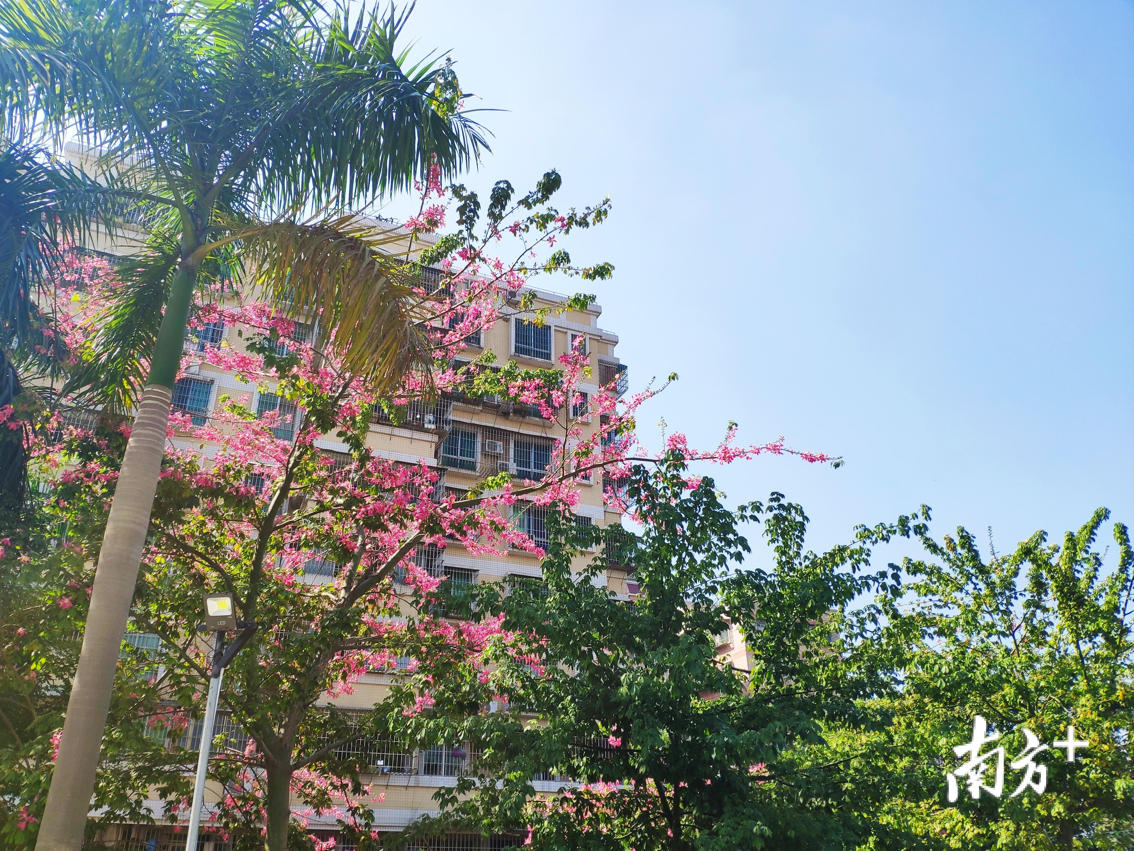 每年11月是异木棉盛开的月份，图为蓬江区幸福路附近。黄绍侦 摄
