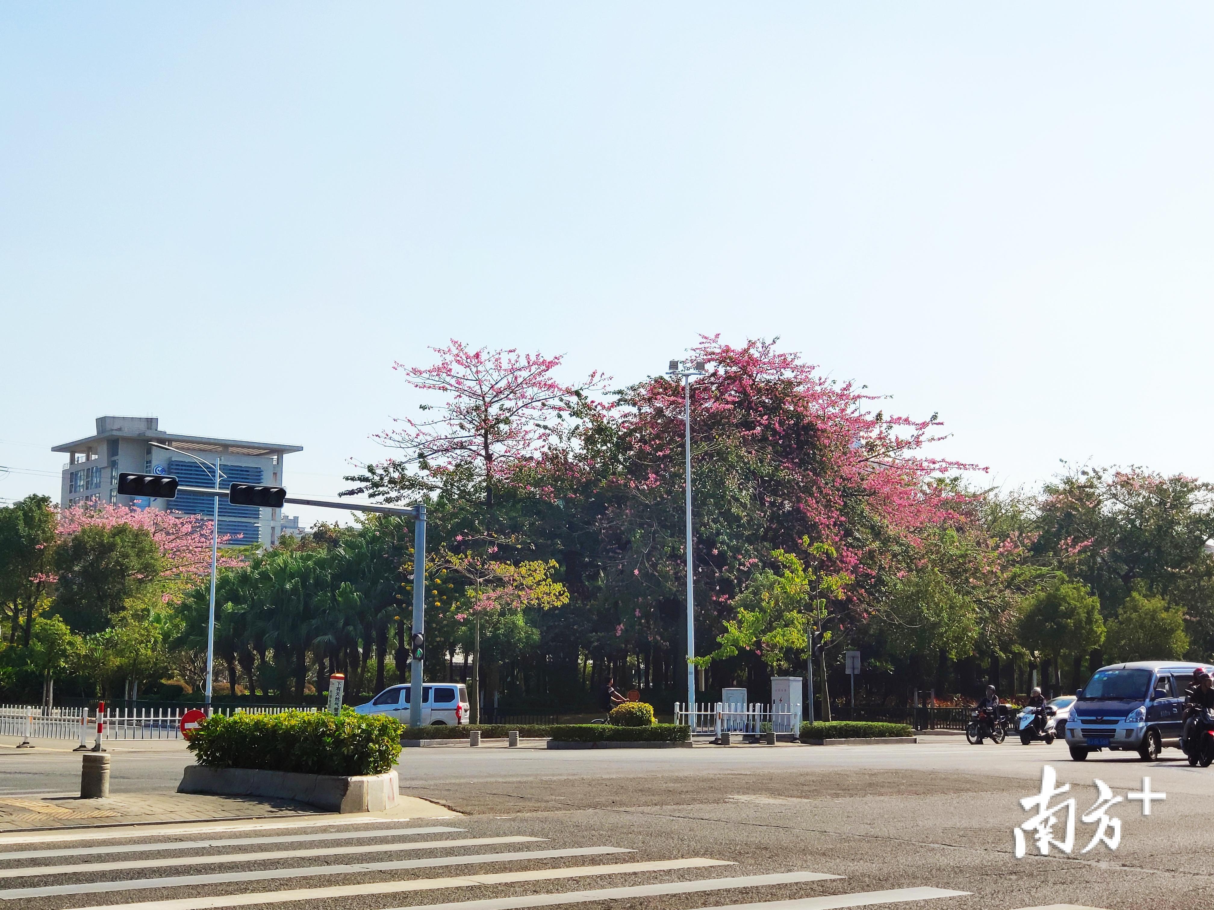 江门市蓬江区建设路的异木棉绽放。黄绍侦 摄