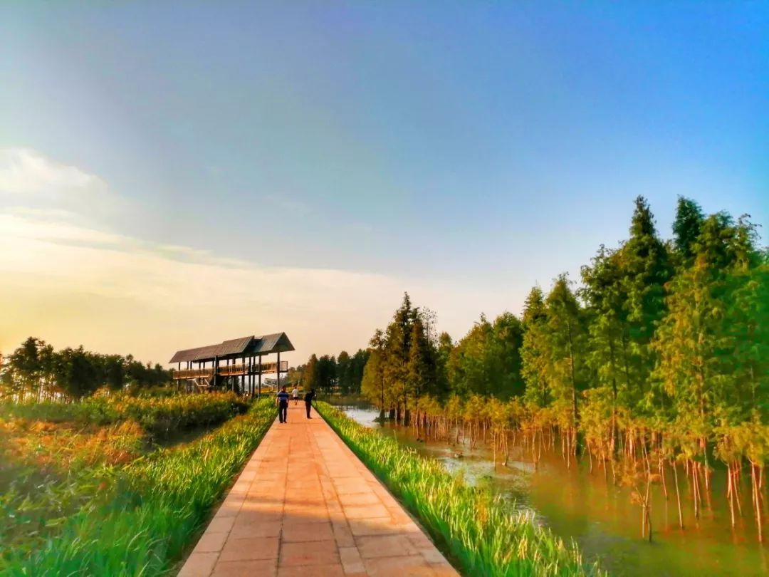 斗门幸福河湿地公园图片