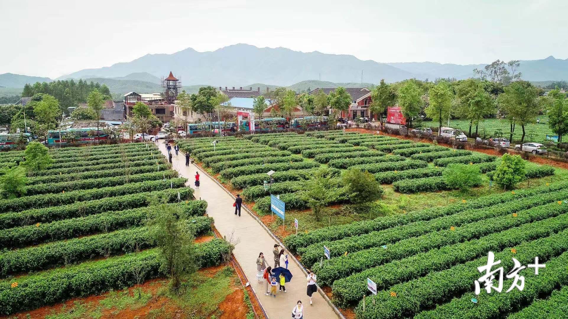 通过加快融入大湾区旅游，清远正助力休闲湾区建设，与广州联动打造一批特色旅游小镇。记者 曾亮超 摄
