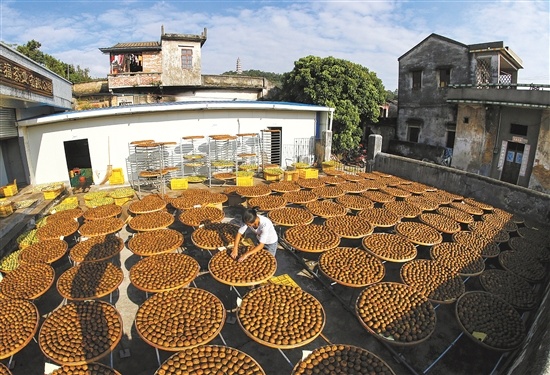 新会独有的亮丽景象冬日暖晒皮忙