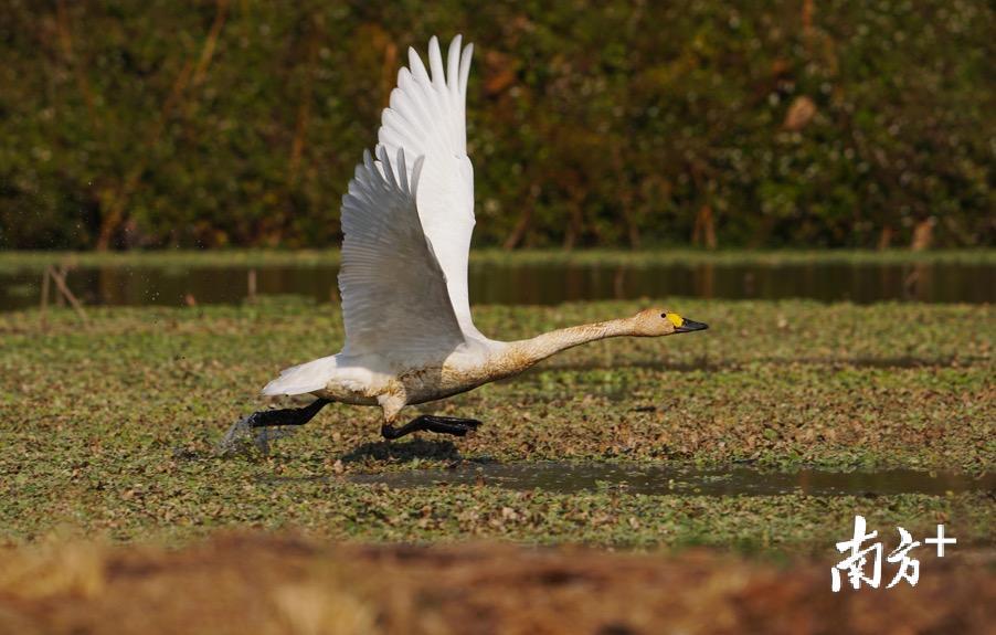 小天鹅助跑起飞。郑康华 摄