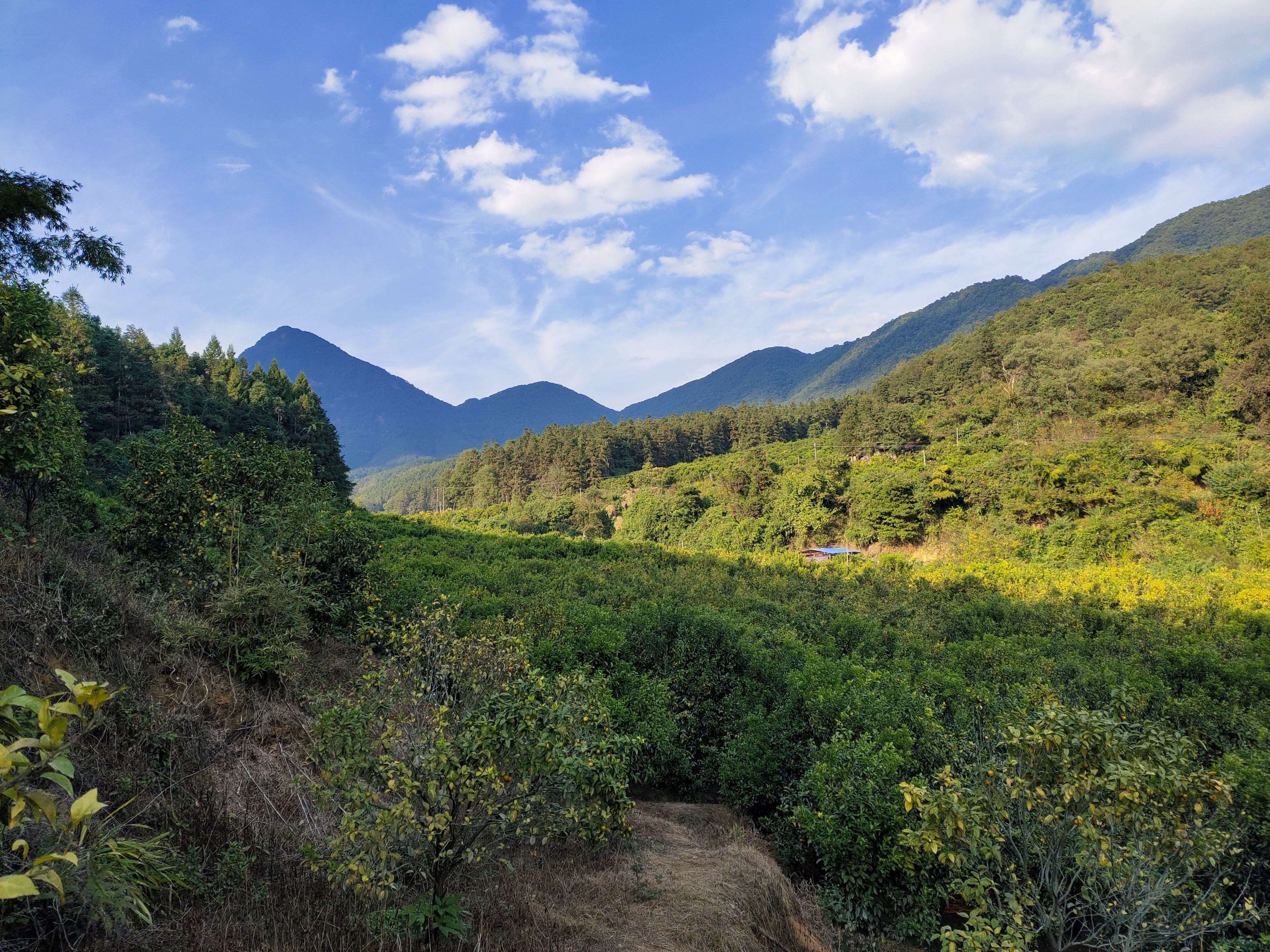 10萬畝荒地變翠林,懷集這個地方如今瓜果飄香