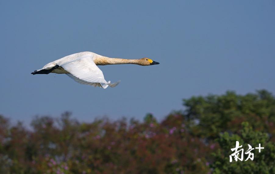 小天鹅正在展翅飞翔。郑康华 摄