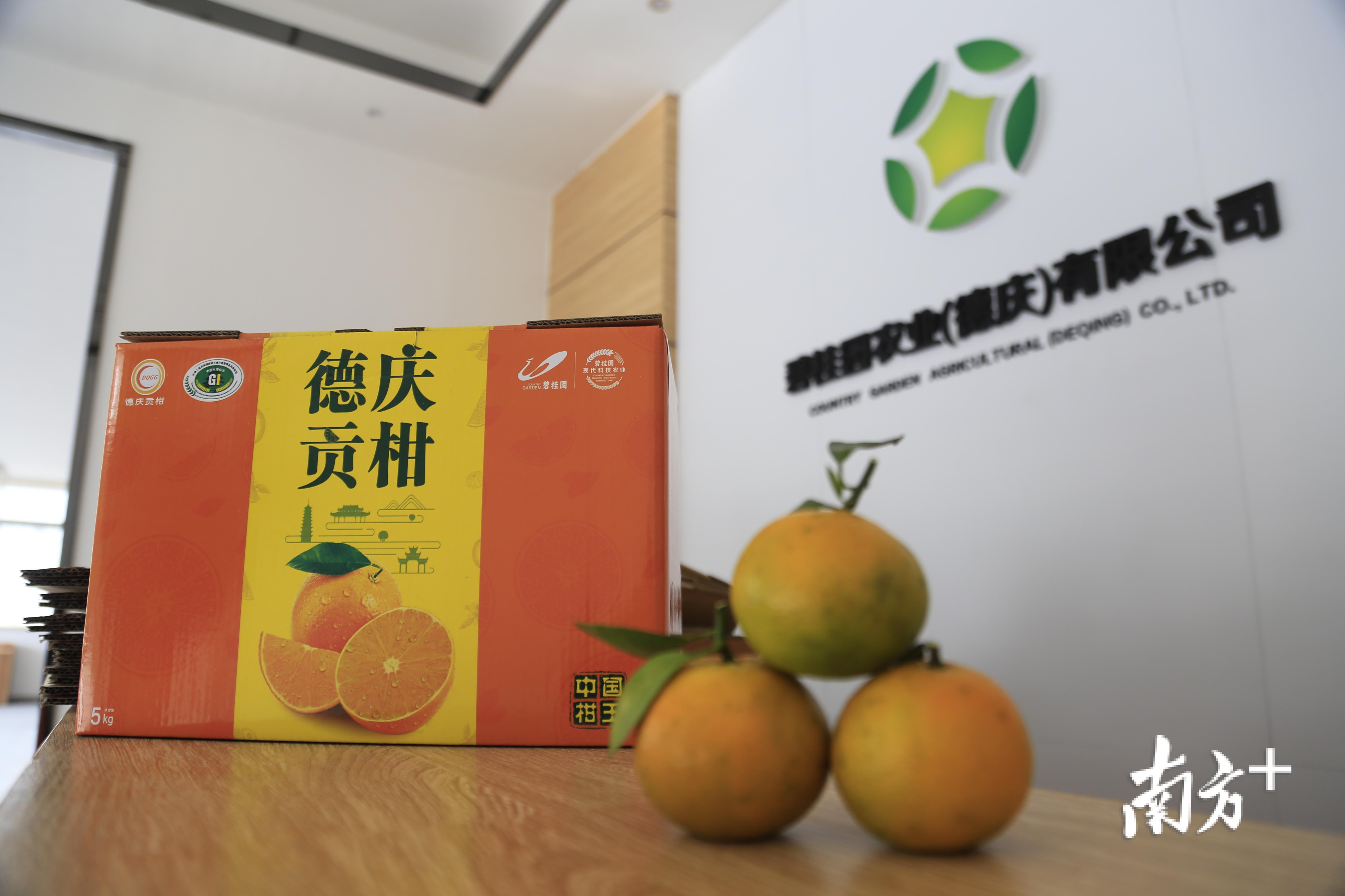 碧桂园农业（德庆）有限公司内，工作人员向记者展示了全新设计的德庆贡柑包装箱。南方日报记者 林洛峰 摄