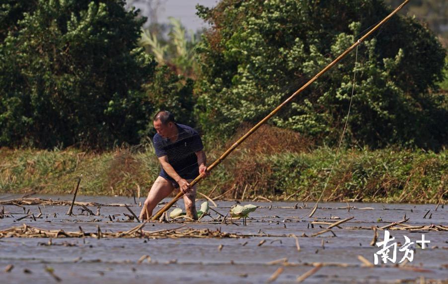 徐焕洪进到水塘里拆网。郑康华 摄