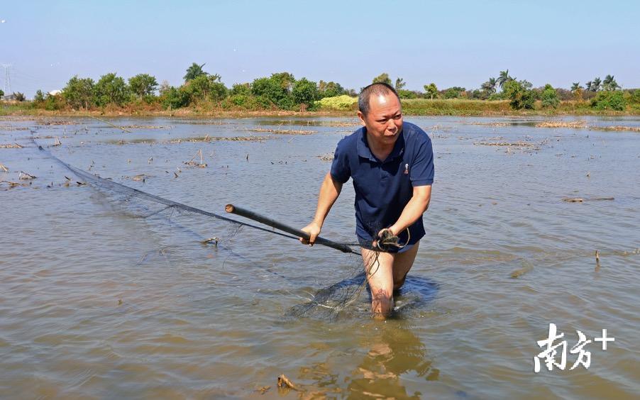 徐焕洪正在将拆下的捕鸟网拖回岸边。郑康华 摄