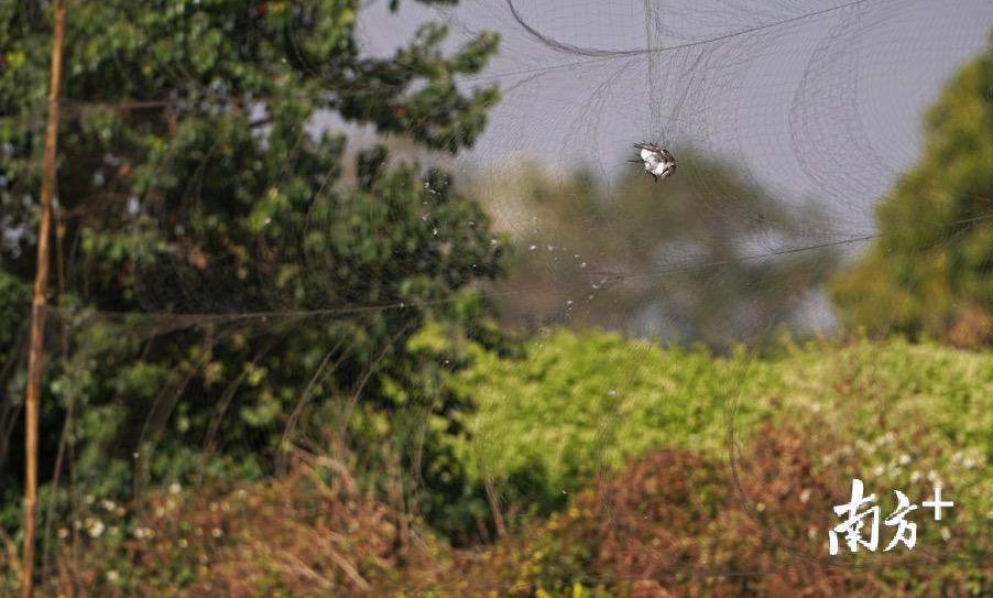 捕鸟网上正有一只小鸟被缠住。郑康华 摄