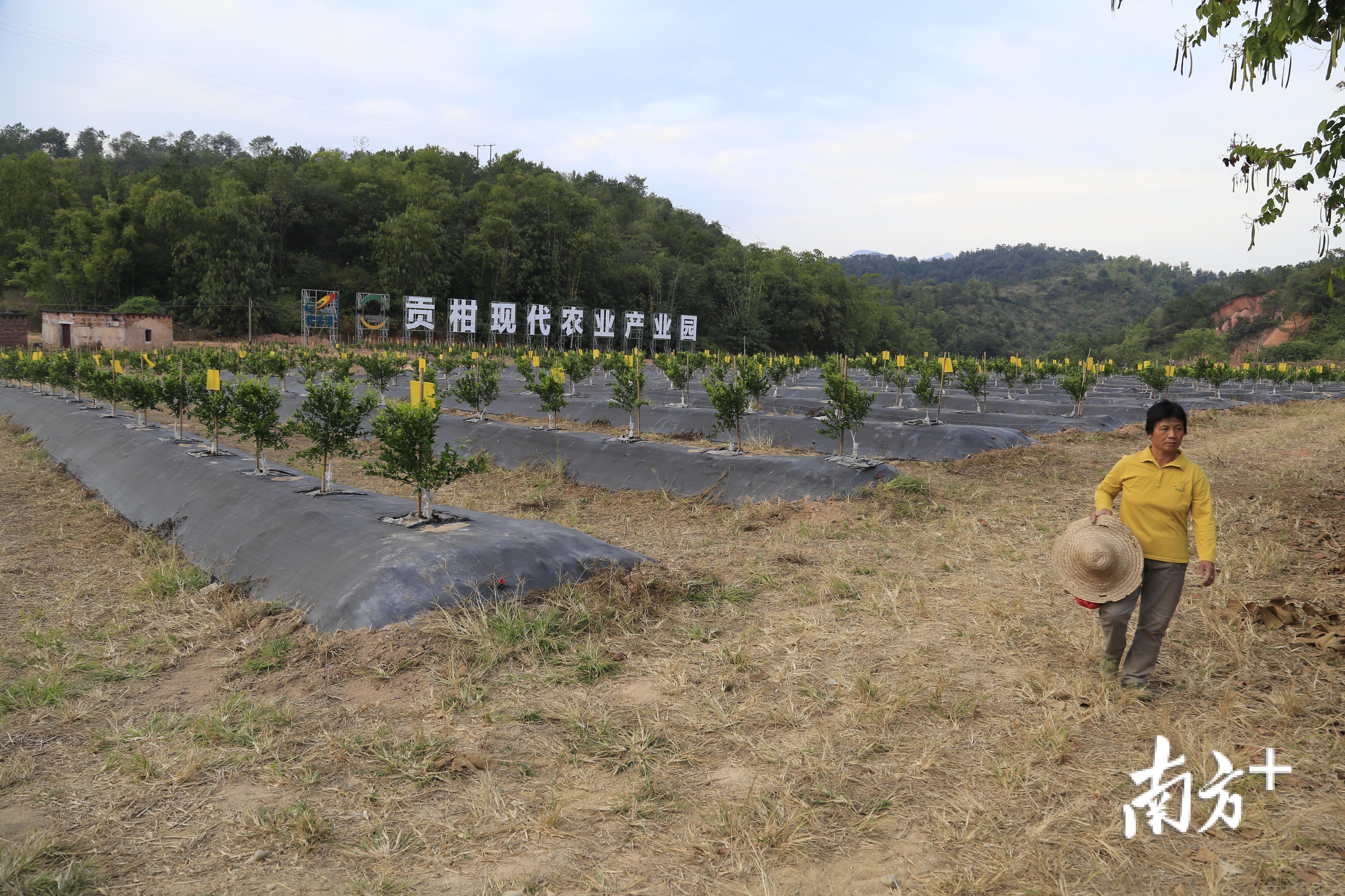 在位于德庆县官圩镇的德庆县（碧桂园）贡柑现代农业产业园内，连片土地已种有贡柑树苗。南方日报记者 林洛峰 摄
