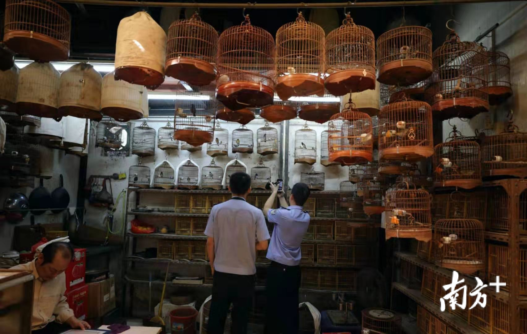 由省林业局主导的“2019护飞行动”从今年9月持续到12月31日。吴伟洪 摄