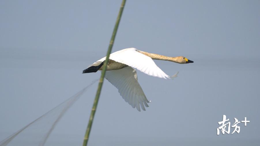 小天鹅惊险地飞过鸟网。郑康华 摄