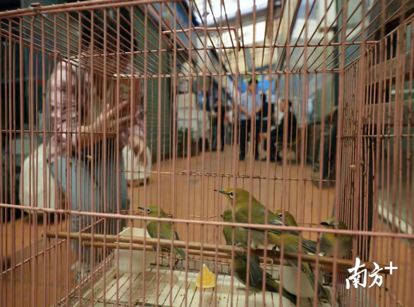 广州某市场的“笼中鸟”。吴伟洪 摄