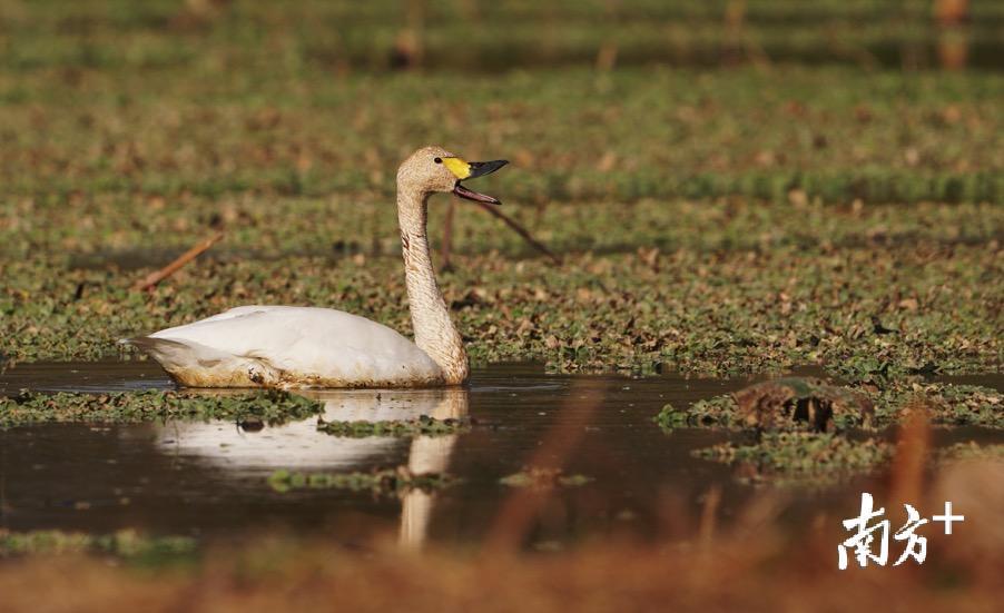 出现在汕头的小天鹅。郑康华 摄