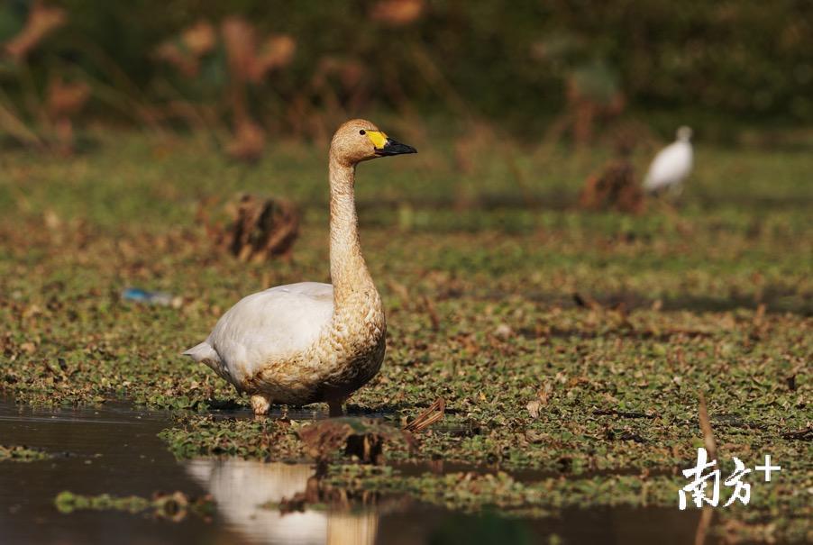 突然出现在汕头的小天鹅。郑康华 摄