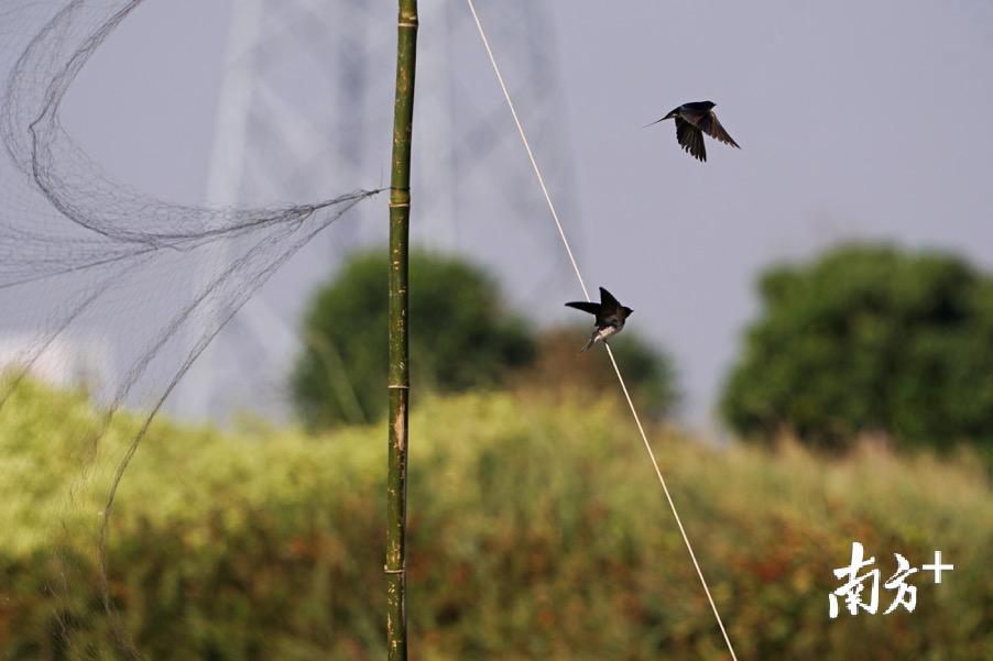 鸟儿从捕鸟网旁飞过。郑康华 摄