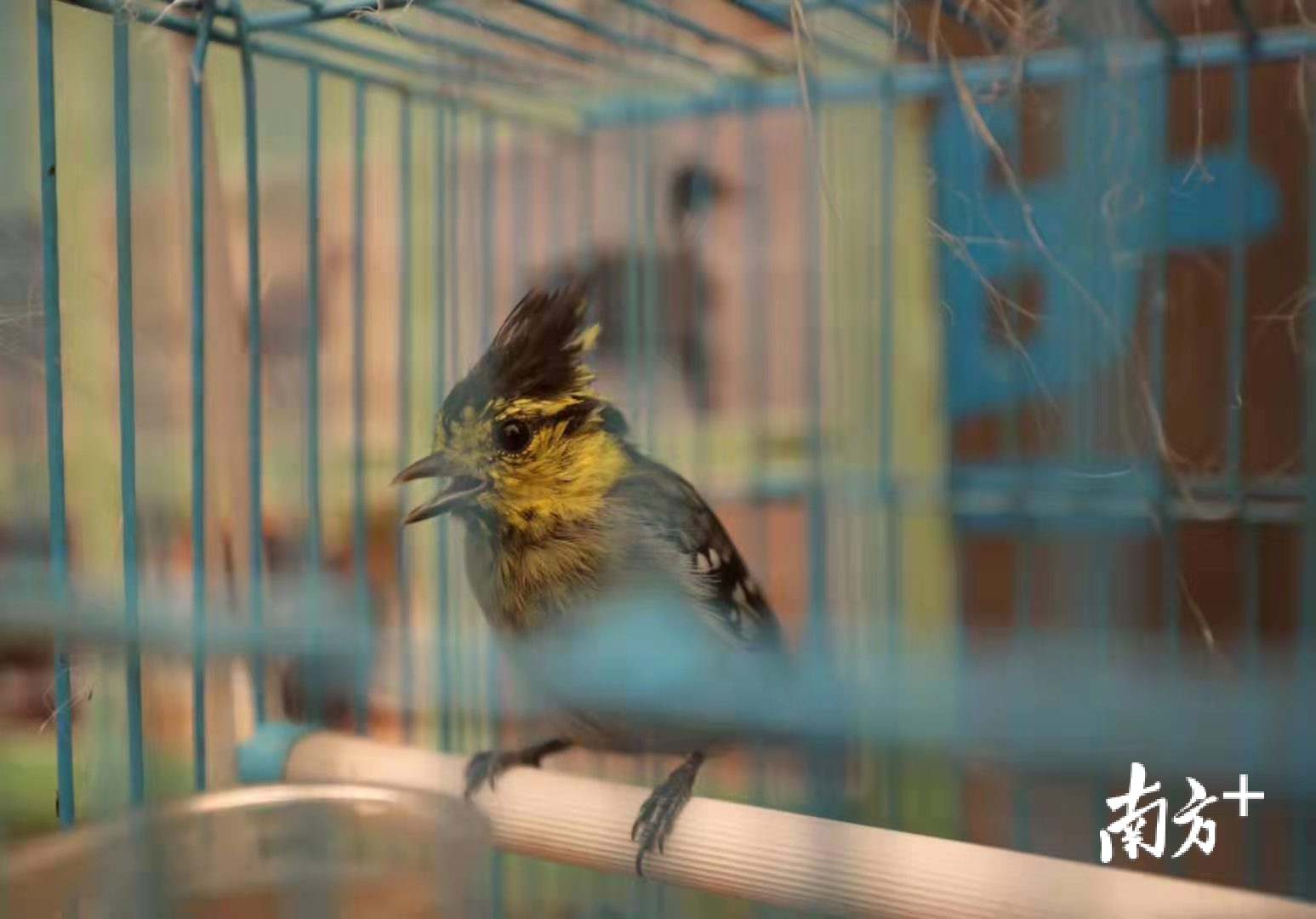 广州某市场“囚禁”的鸟儿。吴伟洪 摄