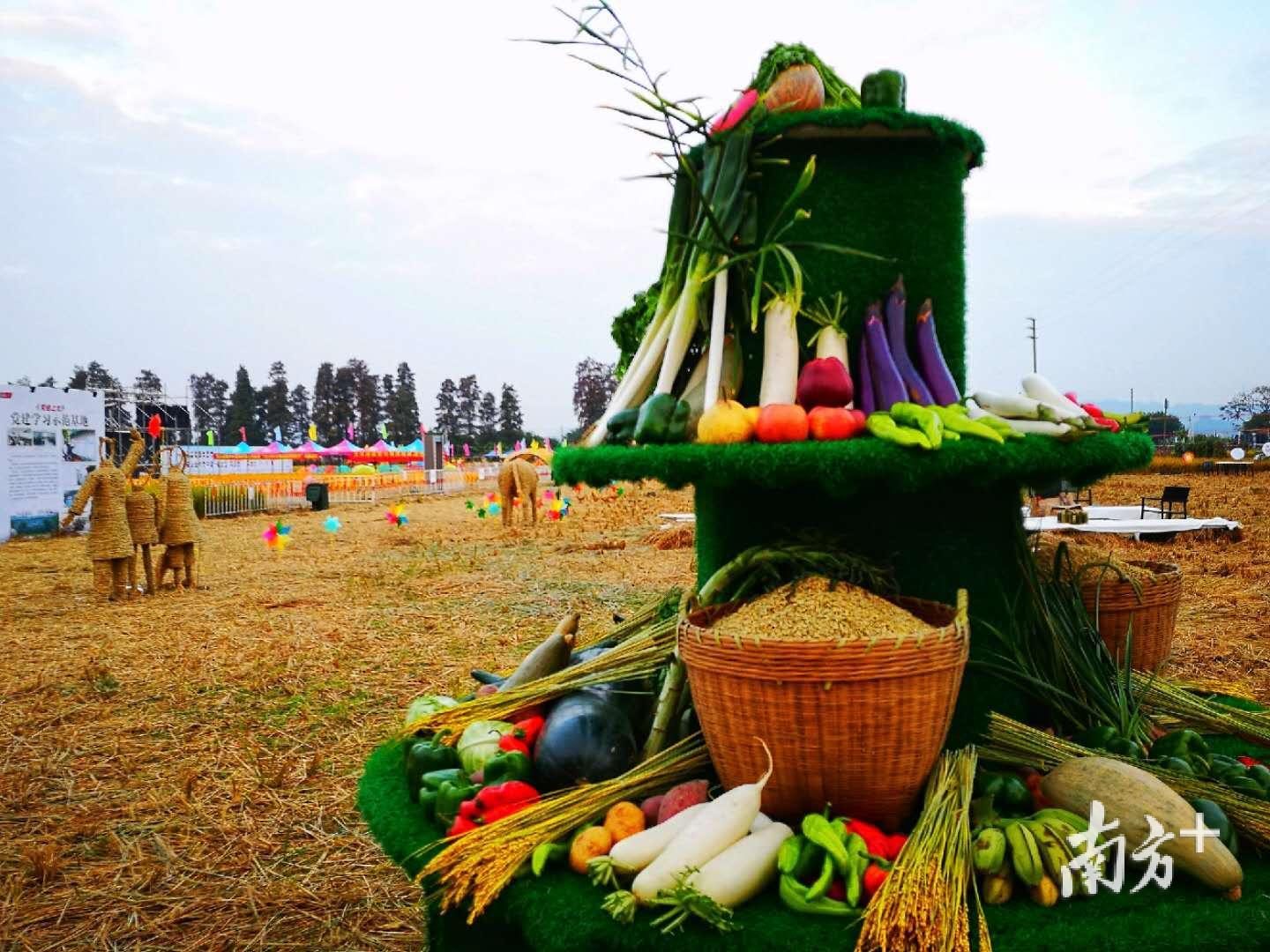 在金黄稻田上聆听田野之乐,中山南朗稻田音乐节火热开幕_南方plus_南