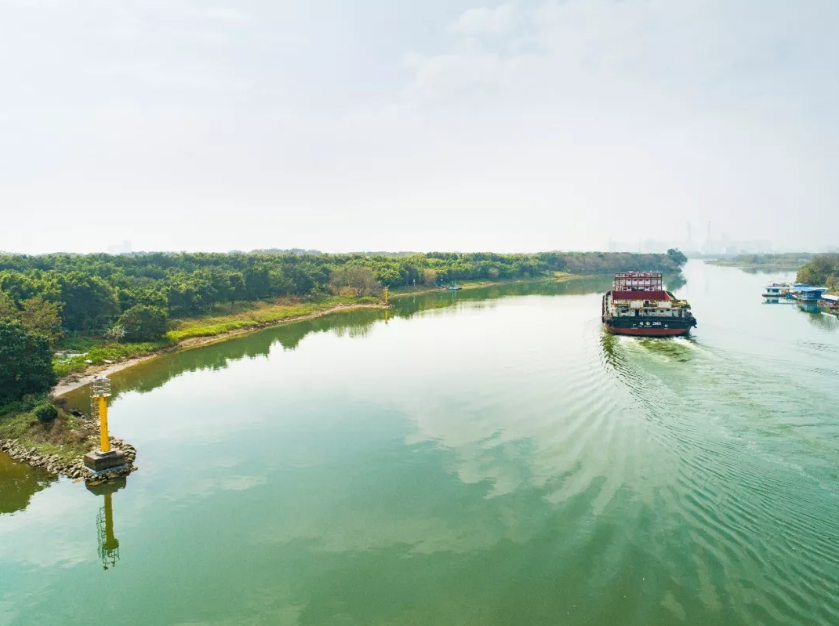 经过生态修复后,顺德区鲤鱼沙焕发生机.图/佛山日报记者符诗贺 摄