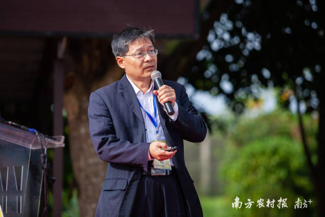 澄迈福橙科学研究所所长金泽忠介绍澄迈福橙。 澄迈福橙科学研究所所长金泽忠介绍澄迈福橙。