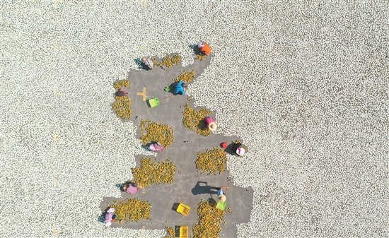 农民们忙着为柑皮翻皮晾晒。 农民们忙着为柑皮翻皮晾晒。