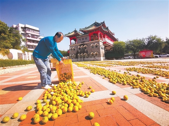天马村牌楼前,柑农把取肉后的柑皮倾倒在晒场上。 天马村牌楼前,柑农把取肉后的柑皮倾倒在晒场上。