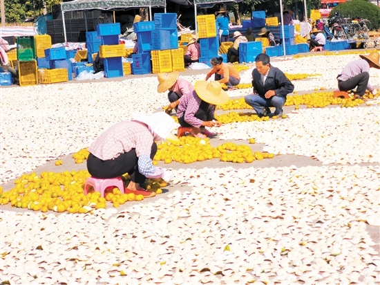 果香阵阵,欢声笑语,一派愉悦温馨的景象。 果香阵阵,欢声笑语,一派愉悦温馨的景象。