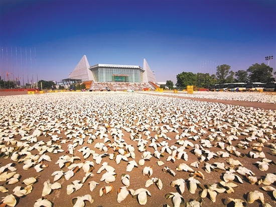新会体育馆前空地铺满陈皮,很壮观。 新会体育馆前空地铺满陈皮,很壮观。