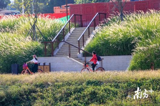 深圳南山大沙河生态走廊沿线居民骑车游玩。鲁力 摄