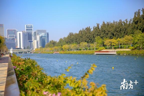 冬日的大沙河生态走廊，绿意盈盈，生机勃发。鲁力 摄