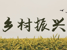 乡村振兴展新颜